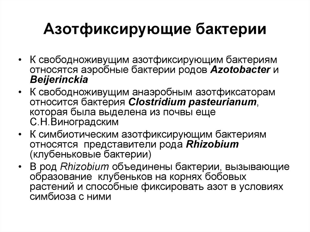 Азотфиксирующие бактерии презентация