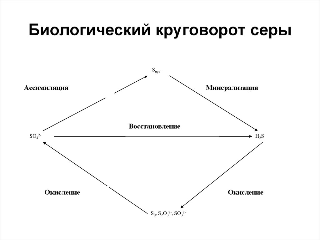 Круговорот серы схема