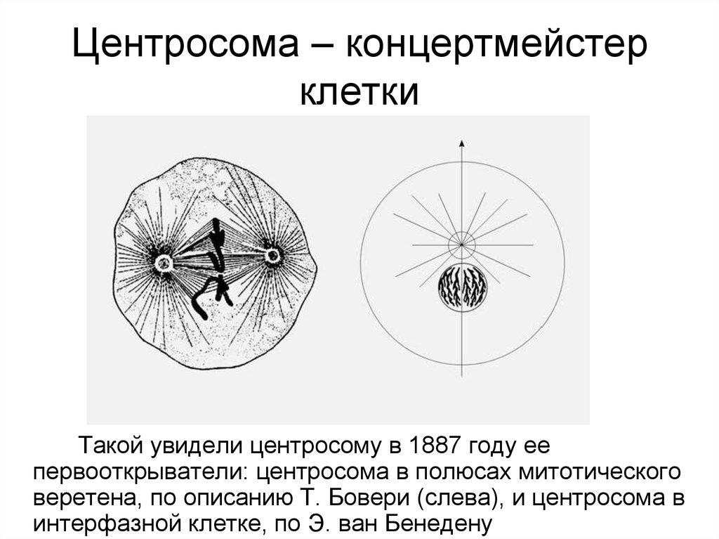 Центросомы в каких клетках