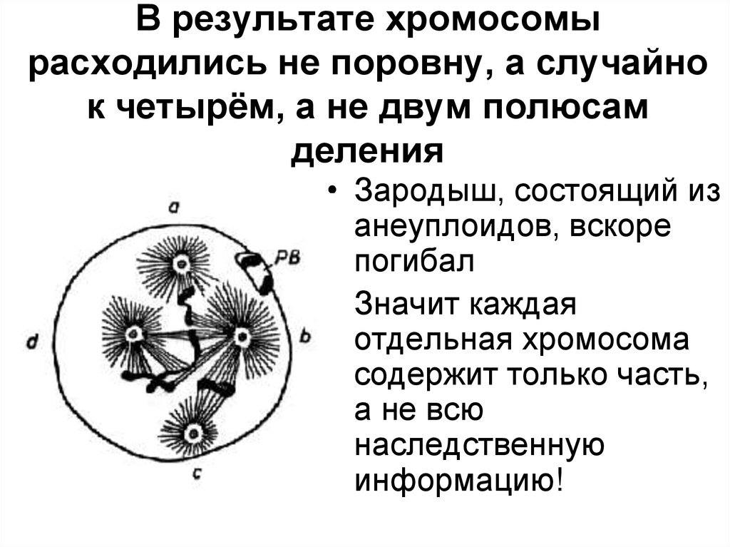 Расхождение хромосом происходит в