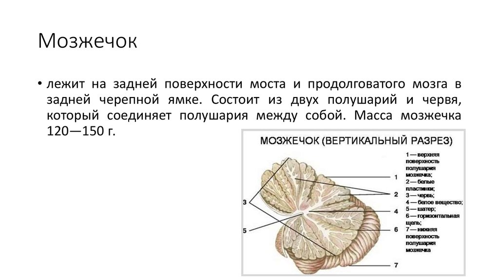 Мозжечок рисунок с обозначениями