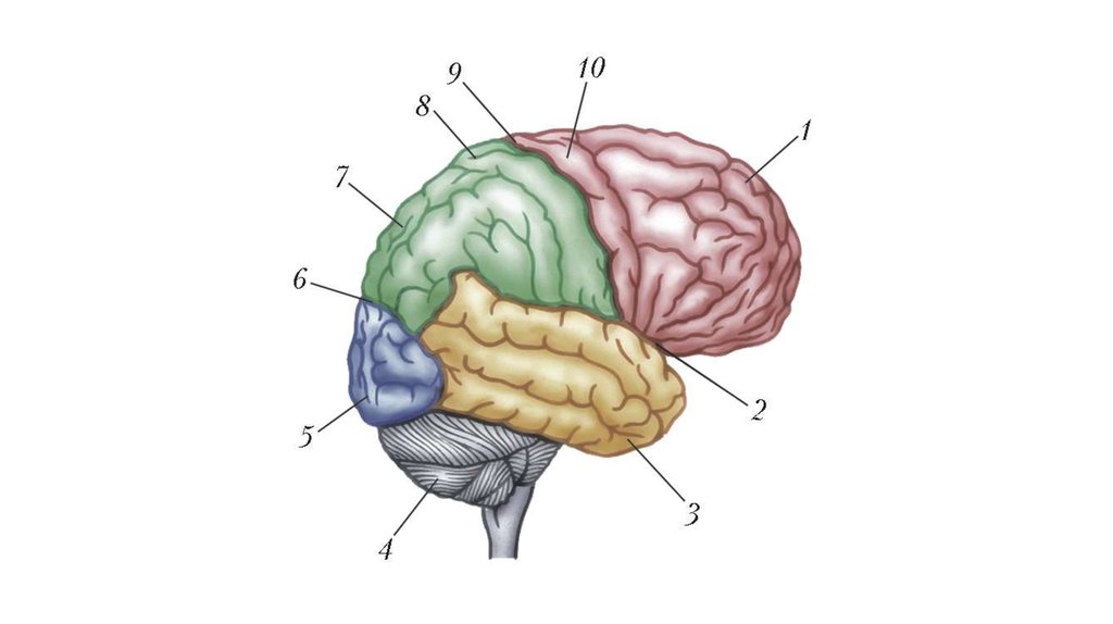Процесс торможения в коре головного мозга. Пинеальная зона мозга. Рис 28 головной мозг. Головной мозг презентация.