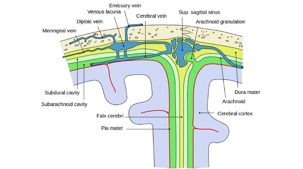 Оболочки головного мозга рисунок