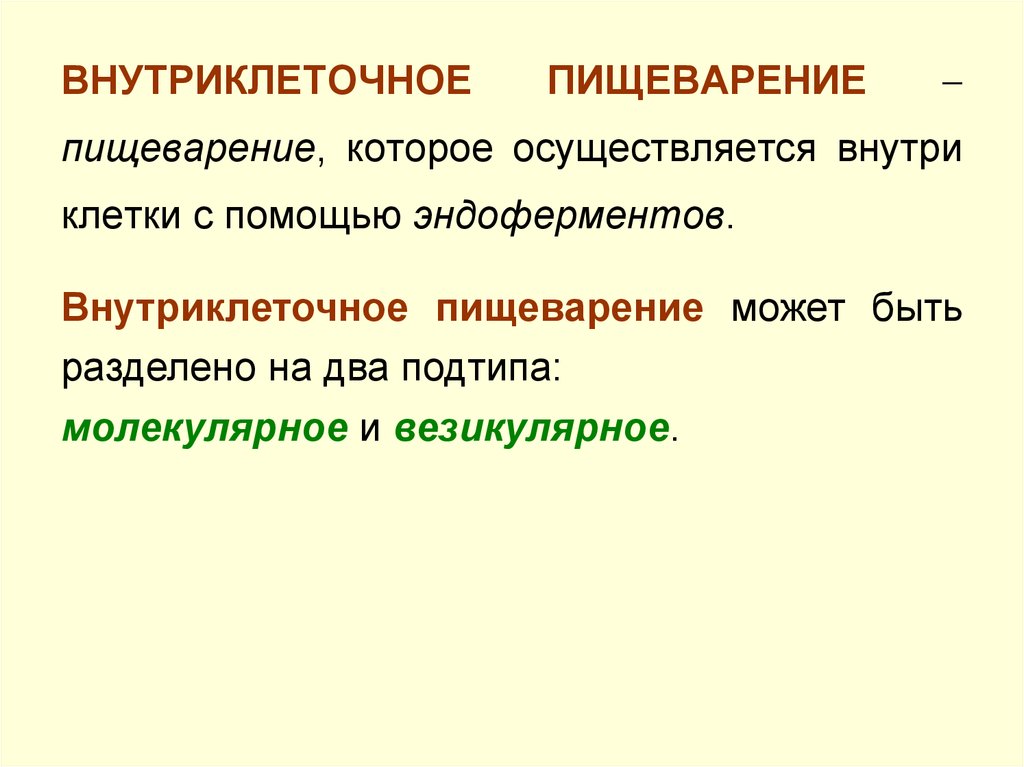 Внутриклеточное пищеварение. Этапы внутриклеточного пищеварения. Внутриклеточное пищеварение у человека. Внутриклеточное везикулярное пищеварение.