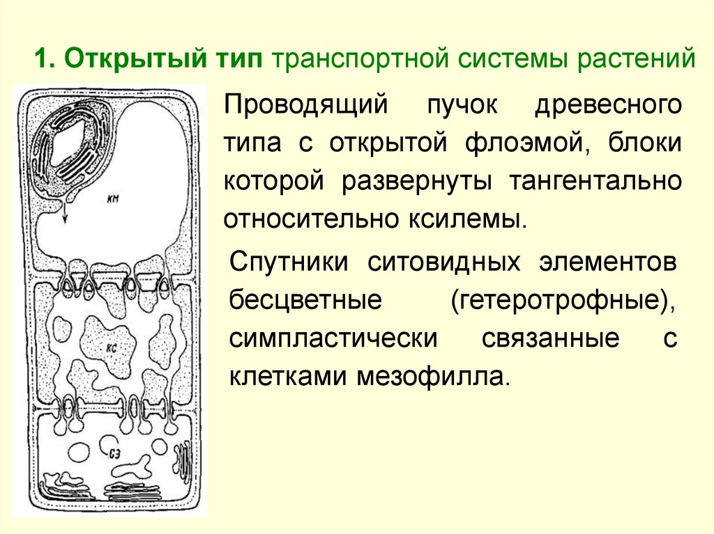 Открытый тип. Транспортная система растений открытый. Транспортная система растений презентация. Трофическая система почвы. Открытая система растений.