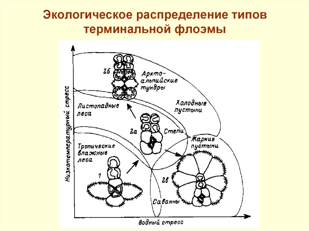 Распределите типы. Типы экологического распределения. Тип распределения экология. Трофическая система почвы. Терминальные типы вод.