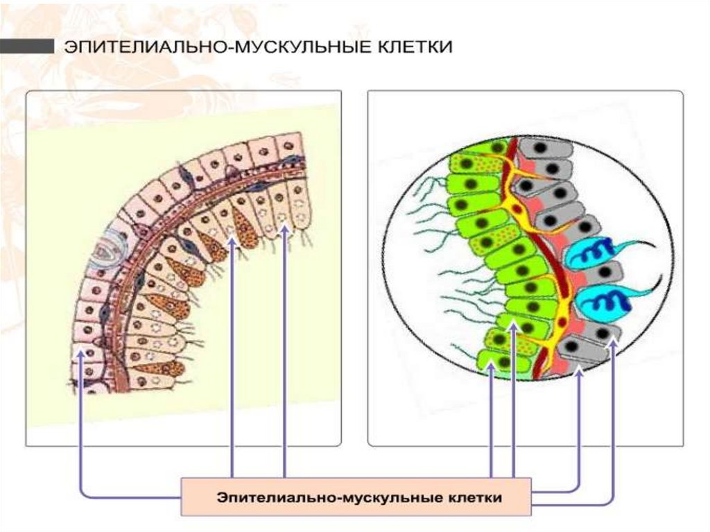 Кожно мускульная клетка гидры рисунок