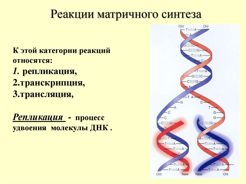 Удваивается молекула днк. Реакции матричного синтеза репликация ДНК. Биосинтез нуклеиновых кислот репликация ДНК. Матричный Синтез ДНК репликация. Схема матричного синтеза белка.