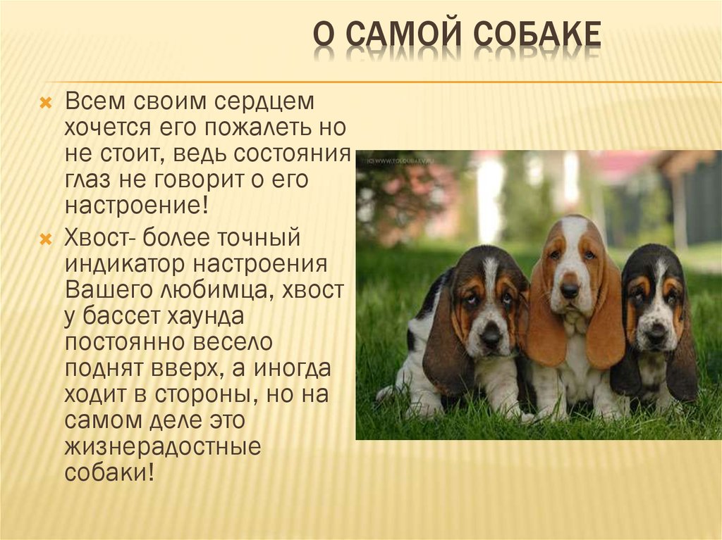 о самой собаке