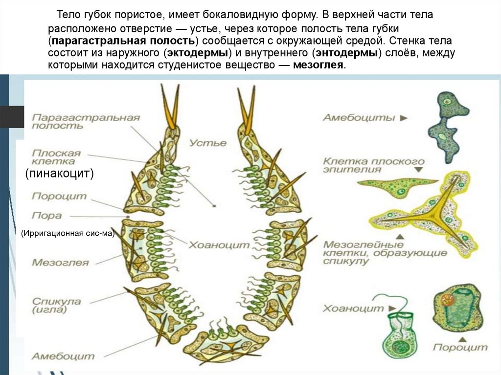 Тип губки презентация