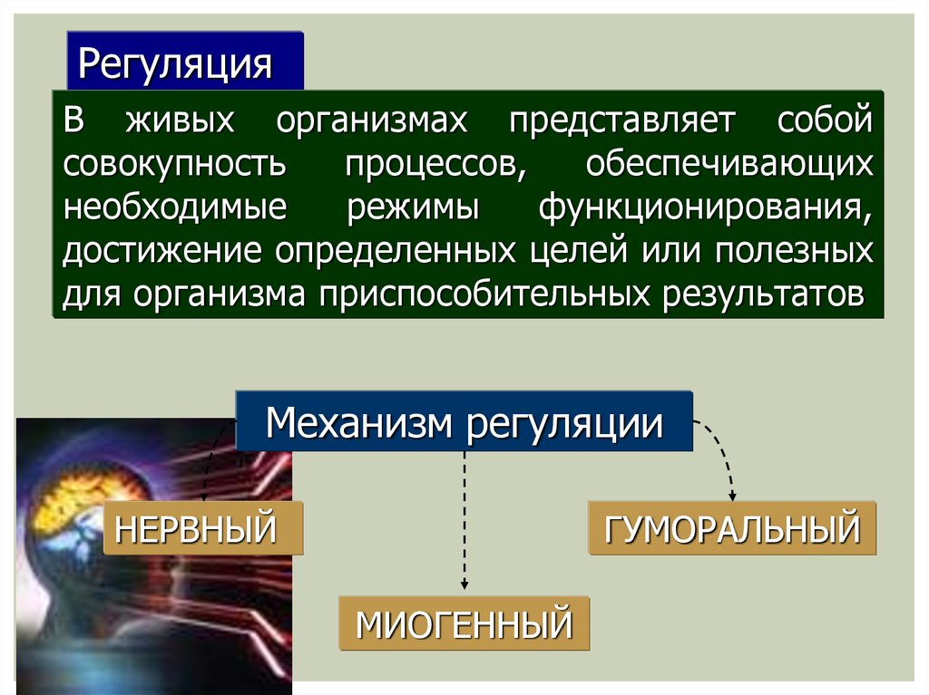 Регуляторная система человека