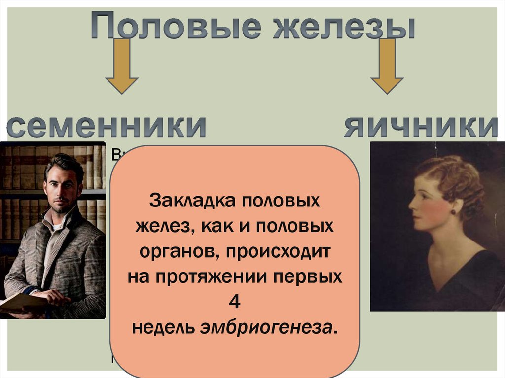 Происходит на протяжении всей жизни