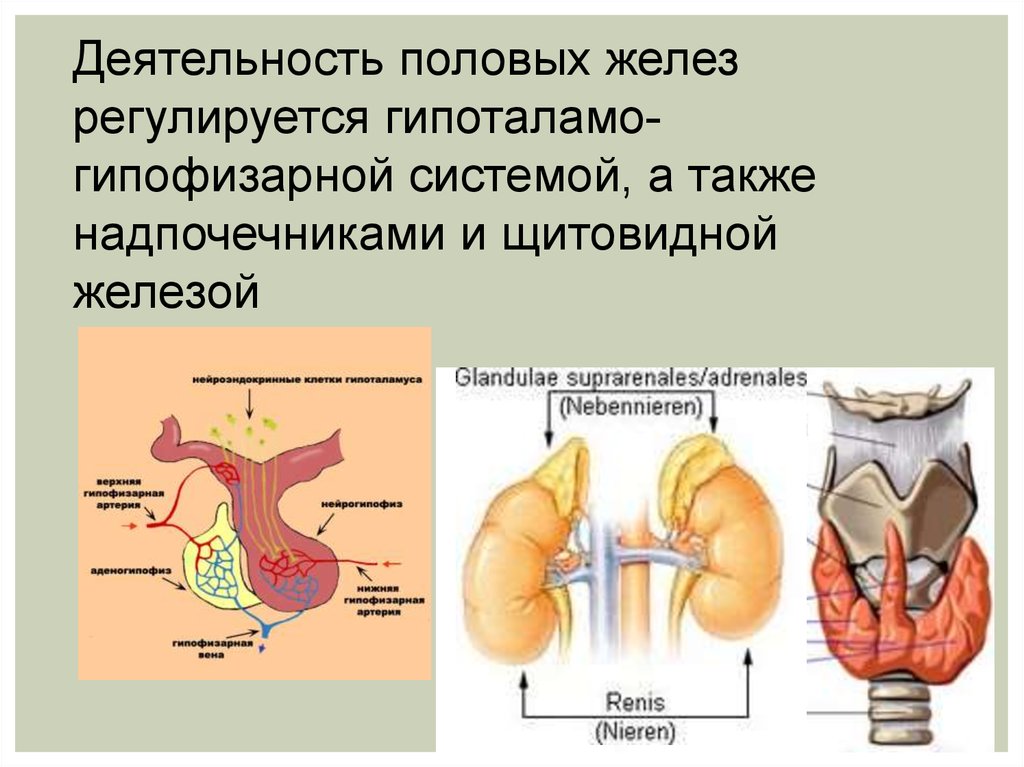 Развитие систем организма человека