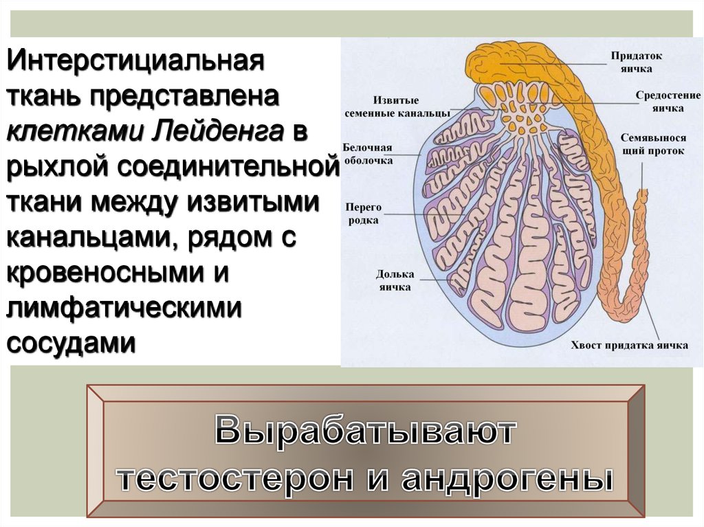 Развитие систем организма человека