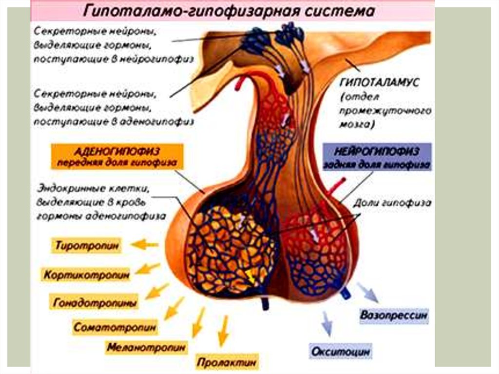 Регуляторная система человека