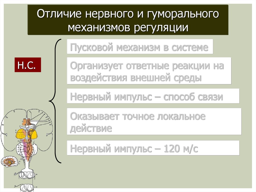 Системы регуляции организма