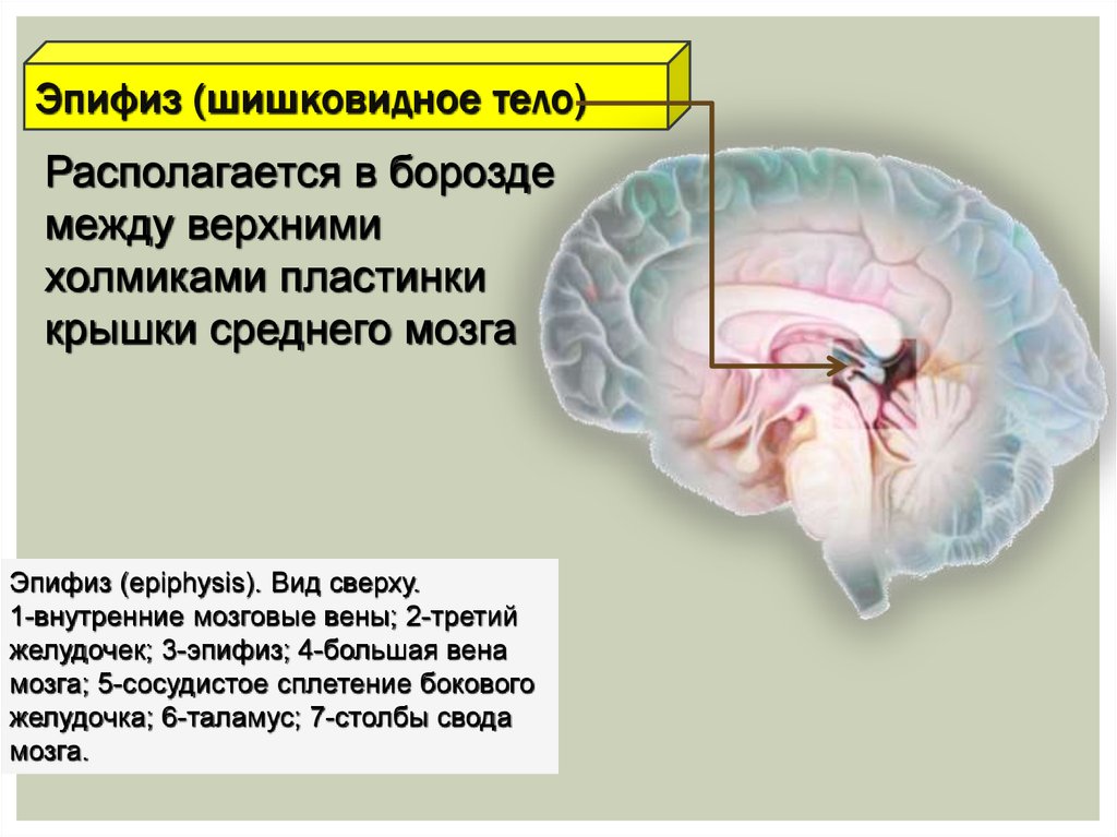 Передний мозг центр регуляции