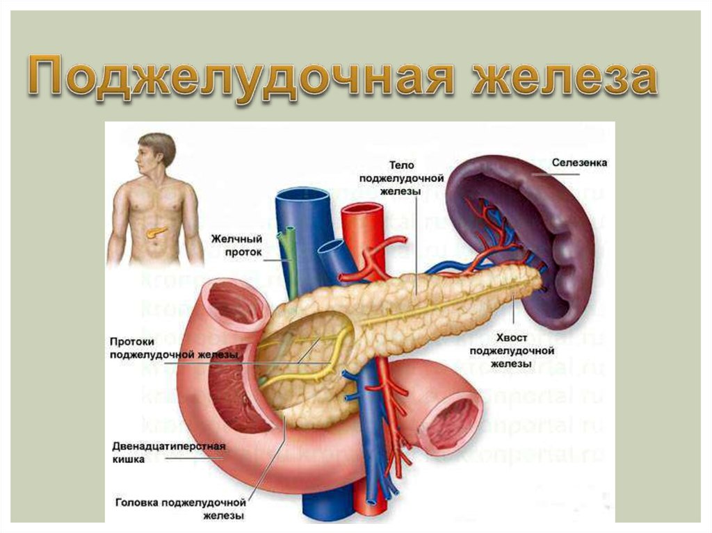 Что происходит в селезенке