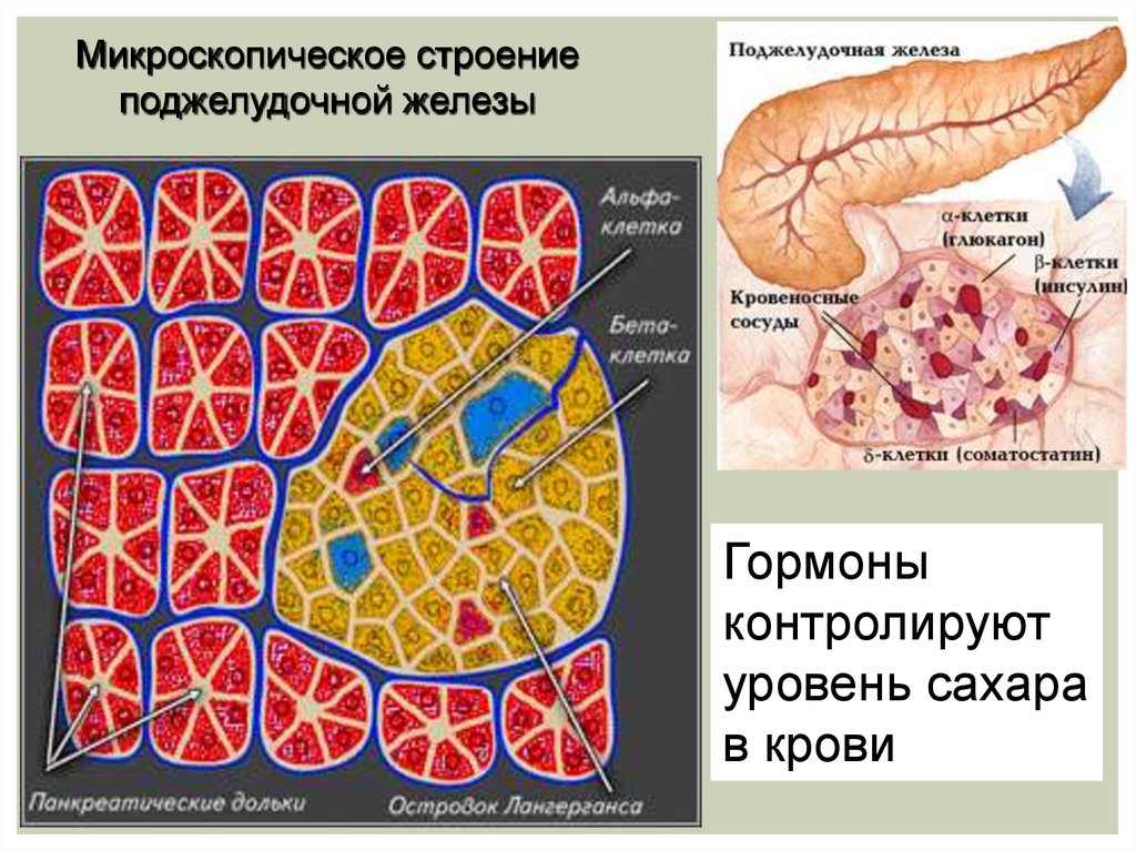 Внутреннее строение поджелудочной. Строение поджелудочной железы. Микроскопическое строение поджелудочной железы. Строение клетки поджелудочной железы. Схема строения поджелудочной железы.