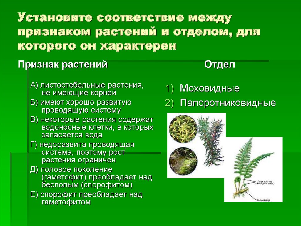 Соответствие между признаком растения и отделом