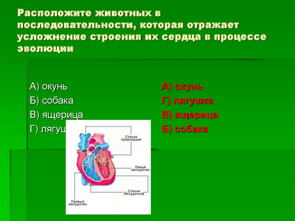 Расположите животных