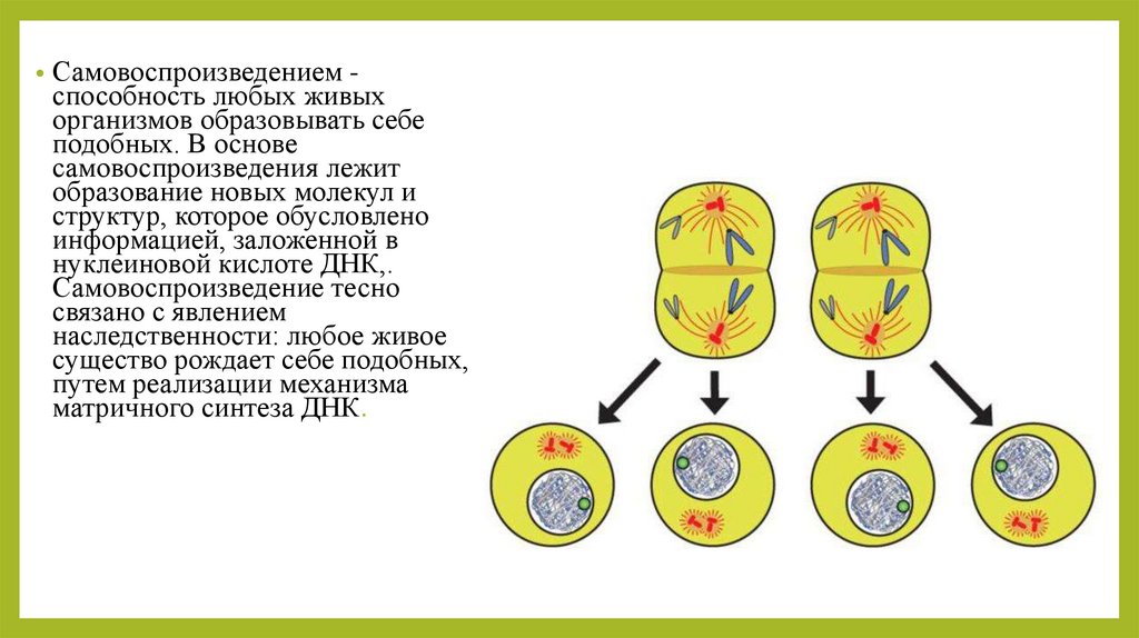 Рассмотри схему процесса самовоспроизведения живой клетки Картинки ОПРЕДЕЛИТЕ ТИП РАЗМНОЖЕНИЯ