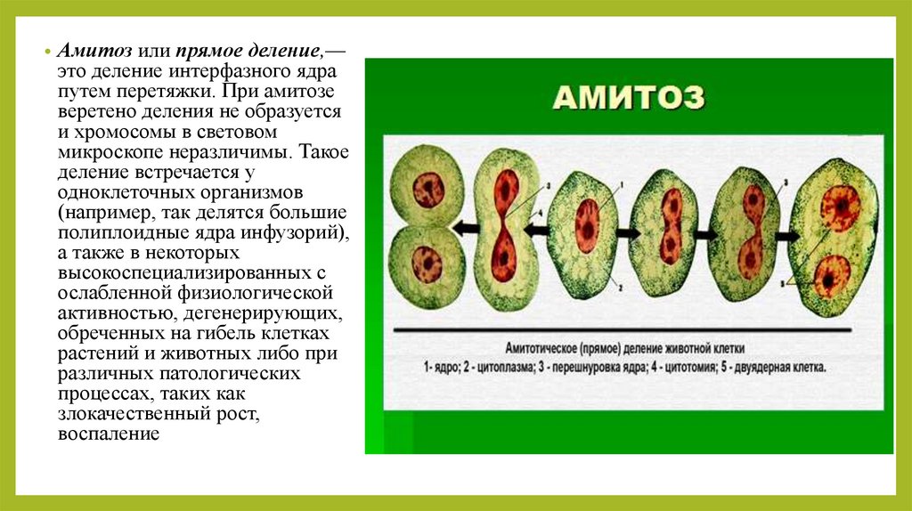 В процессе амитоза происходит неравномерное распределение