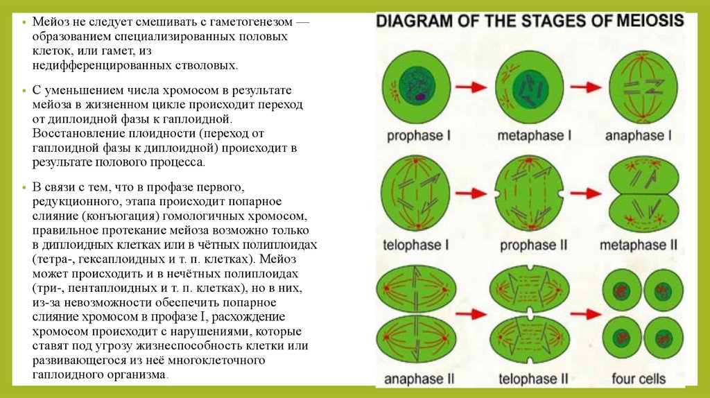 Для каких клеток характерно