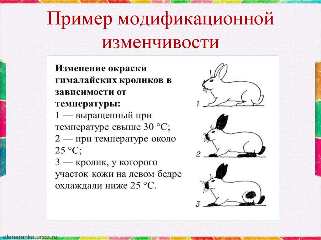 Примеры изменчивости у человека. Модификационная изменчивость кролик. Модификационная изменчивость примеры. При модификационной изменчивости. Модификационная изменчивостьтпример.