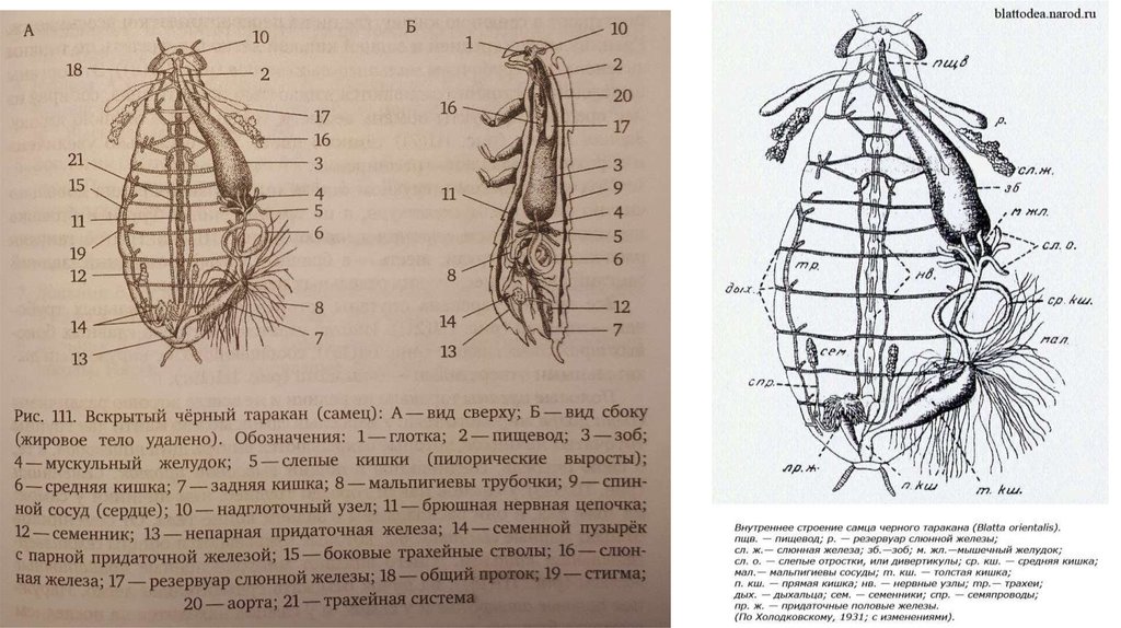 Внутреннее строение таракана рисунок с подписями