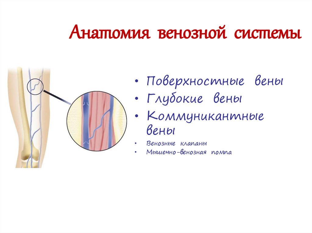 Анатомия венозной системы