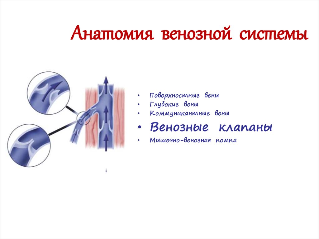 Вены анатомия презентация