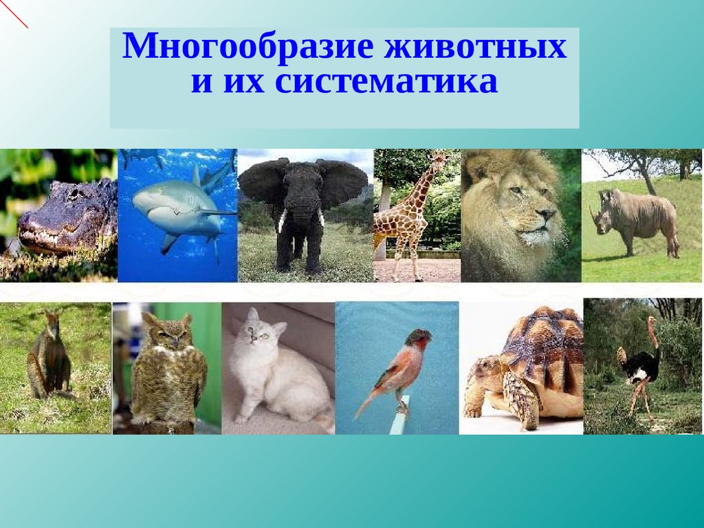 Как можно объяснить высокое разнообразие животных. Разнообразие животных. Многообразие зверей. Животные и их разнообразие. Многообразие животных и их систематика.