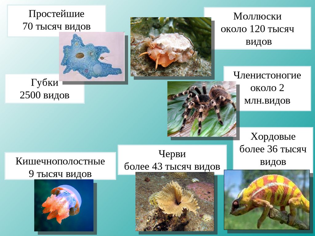 Презентация многообразие животных 5 класс