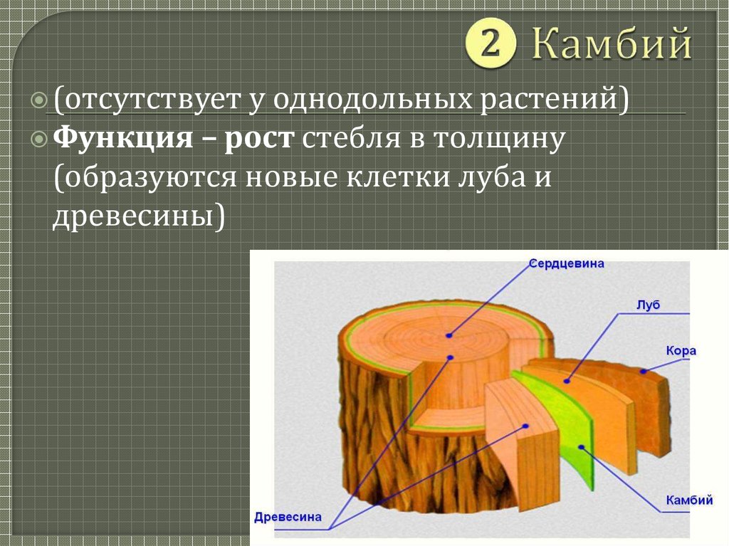 Какую функцию выполняют сосуды у растений впр. Камбий функции 6 класс. Функция камбия биология 6 класс. Древесина строение и функции. Строение стебля древесина функция.