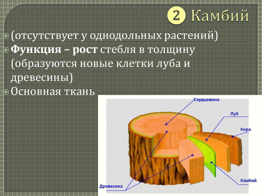 Стебель камбий древесина сердцевина