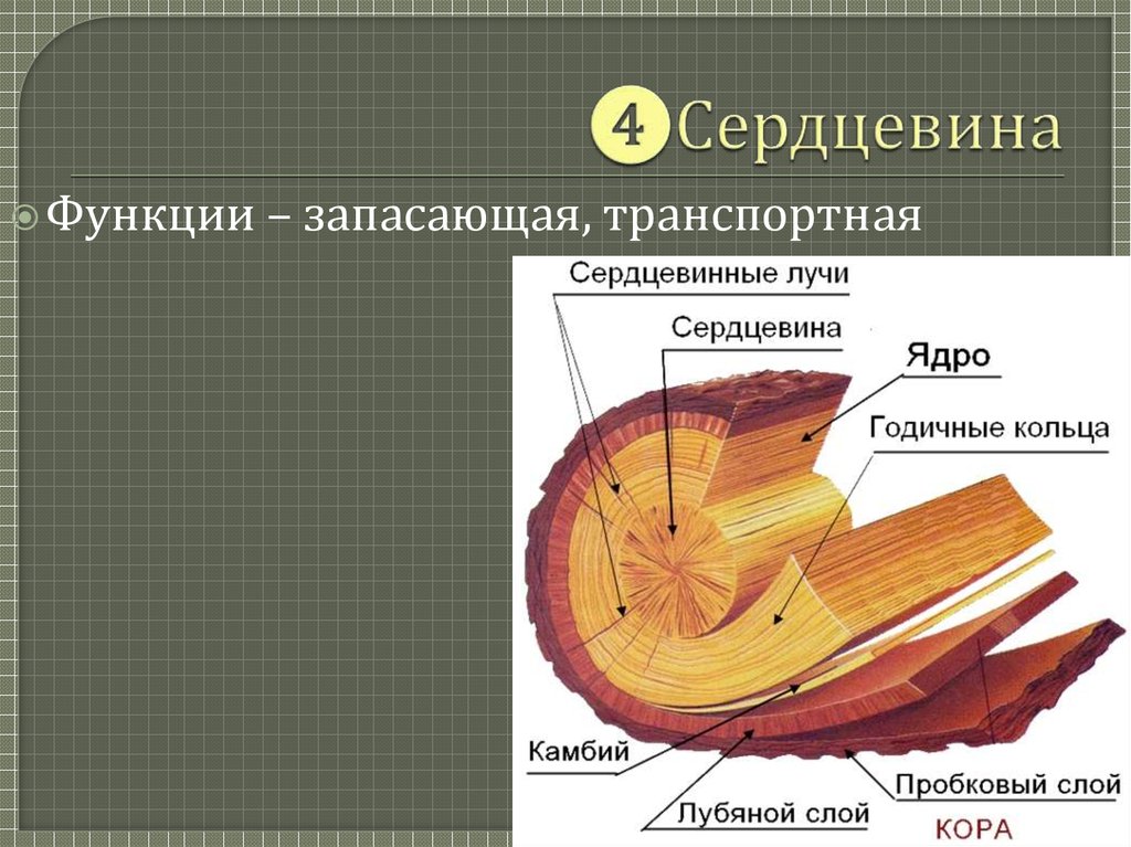 Тюленевый сердцевина