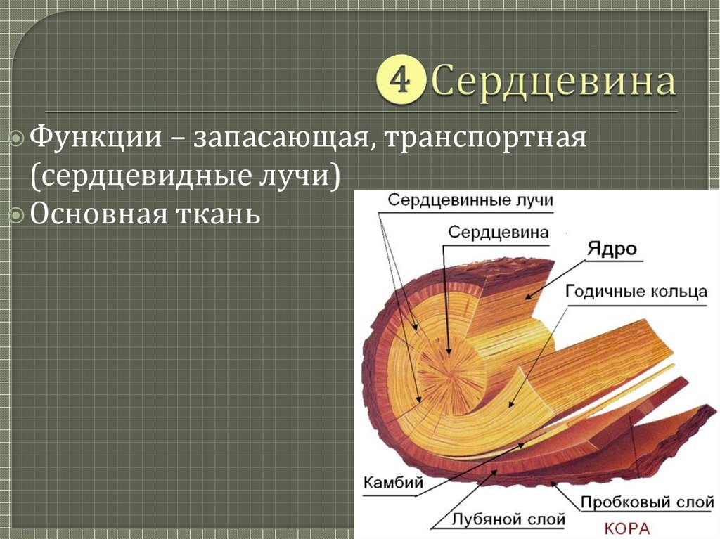 Функции сердцевины биология 6 класс