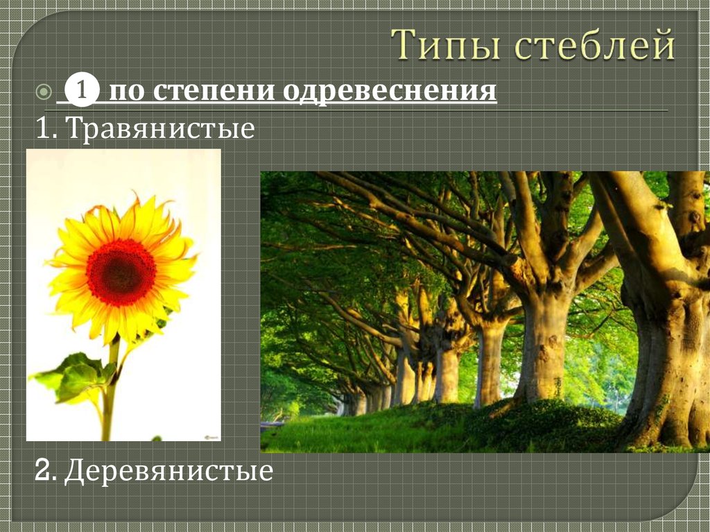 Типы стеблей