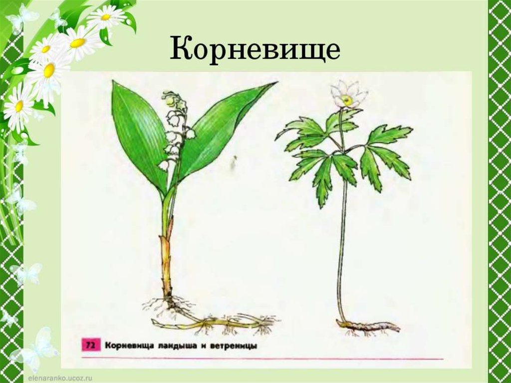 Рисунок корневища