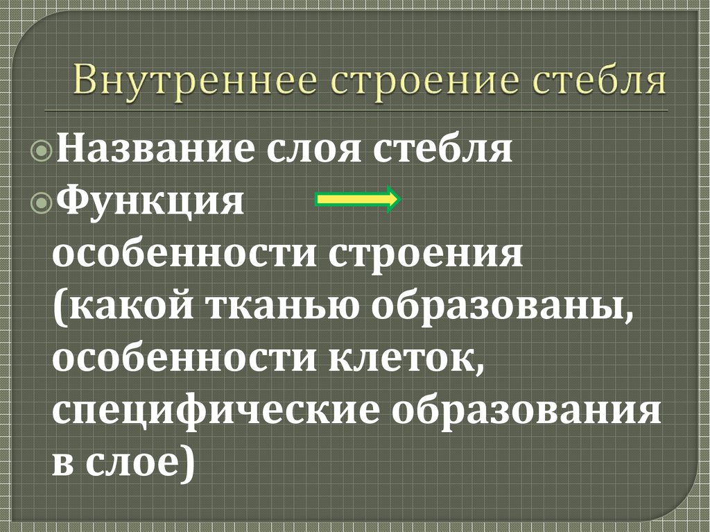 Внутреннее строение стебля