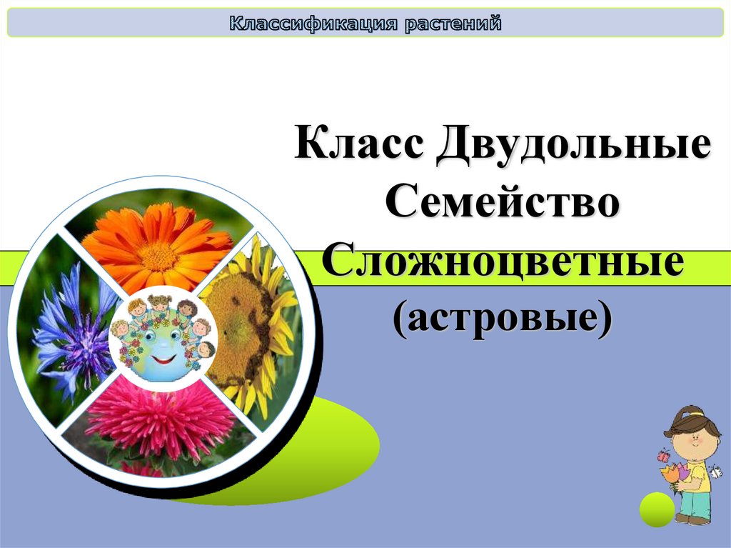 Капуста сложноцветные. Класс двудольные семейство Сложноцветные Астровые 6 класс.