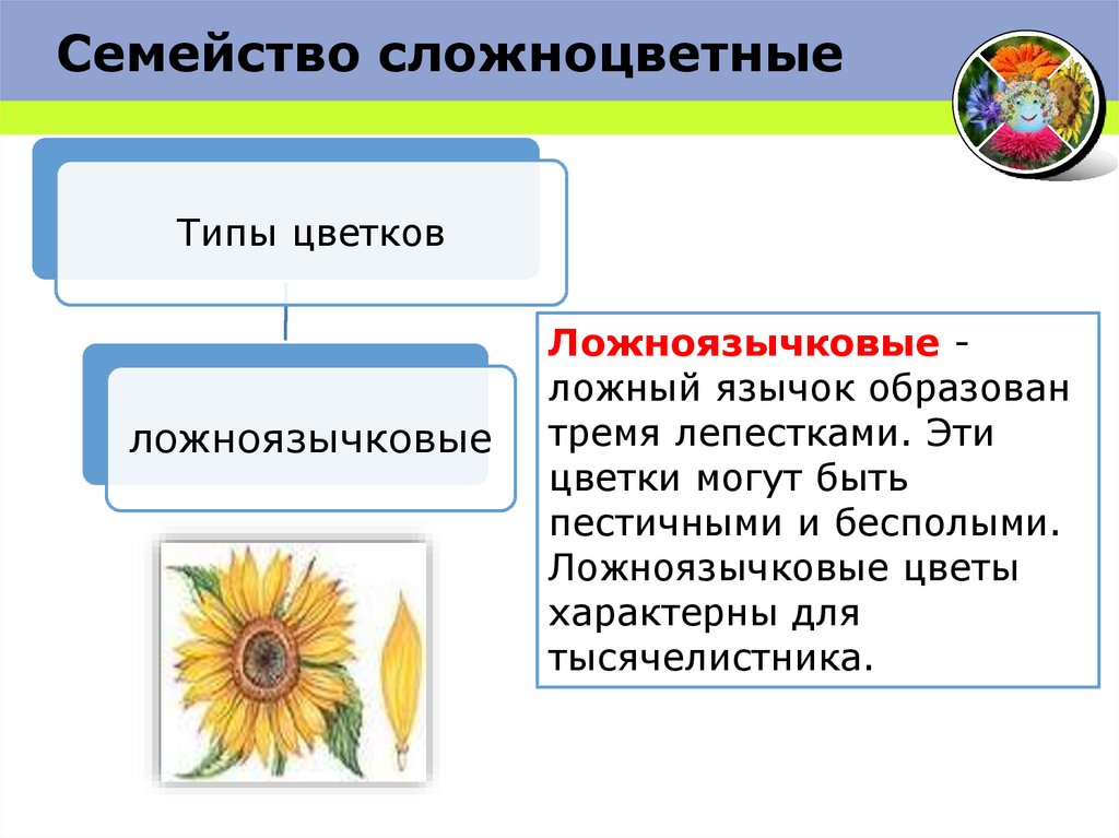 Диаграмма ложноязычкового цветка сложноцветных