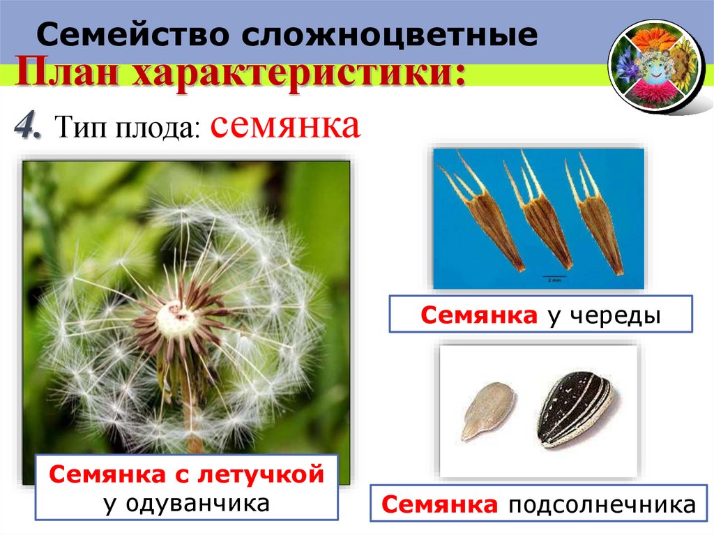 Какой плод у сложноцветных растений. Семейство Сложноцветные плод. Сложноцветные плод семянка. Плод семянка семейства Астровые. Семянка одуванчика.