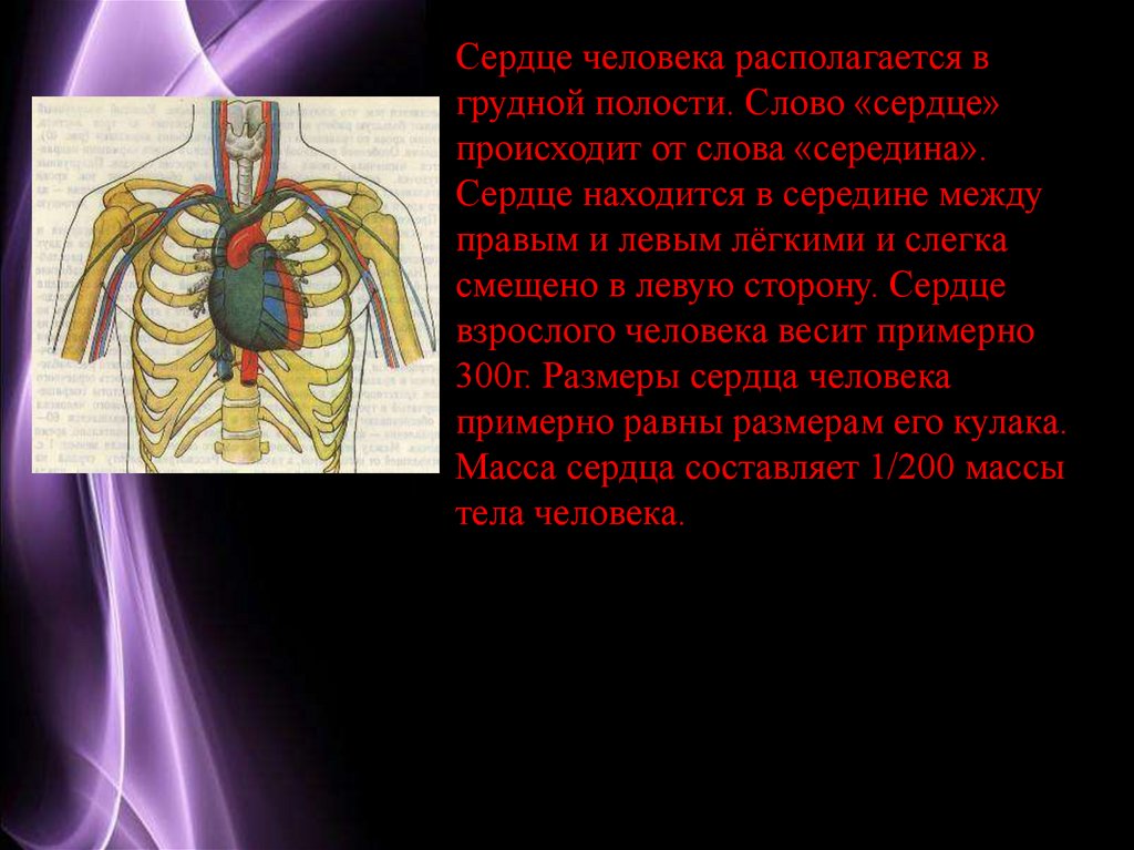 Между правым. Сердце у человека располагается в грудной полости. Сердце расположено в грудной полости. Сердце человека расположено в грудной полости.