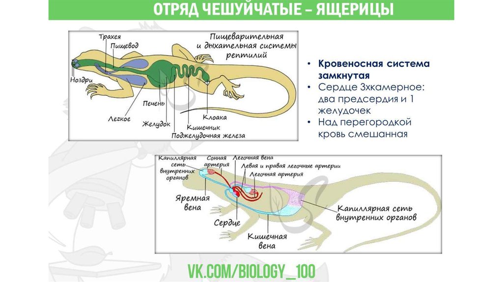 Череп пресмыкающихся строение. РЭШ разнообразие пресмыкающихся. Разнообразие пресмыкающихся таблица. : Разнообразие пресмыкающихся таблица по биологии. Сообщение об рептилии тегу.