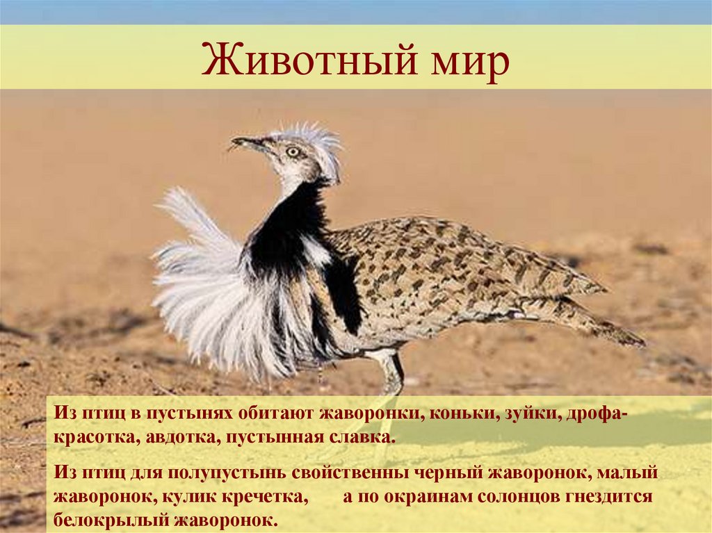 Рабочий лист пустыни 4 класс. Птицы пустыни. Птицы пустынь и полупустынь. Птицы в пустыне названия. Птицы пустыни России.