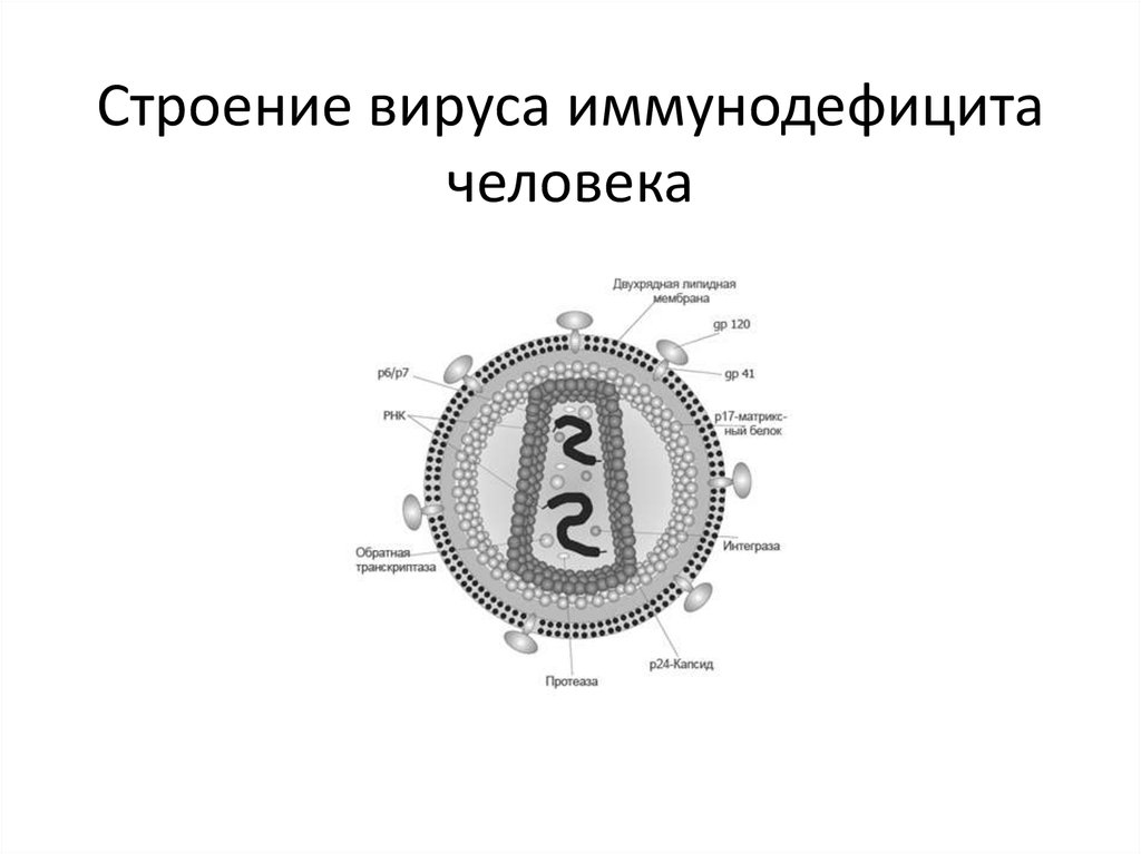 Схема строения вируса иммунодефицита человека