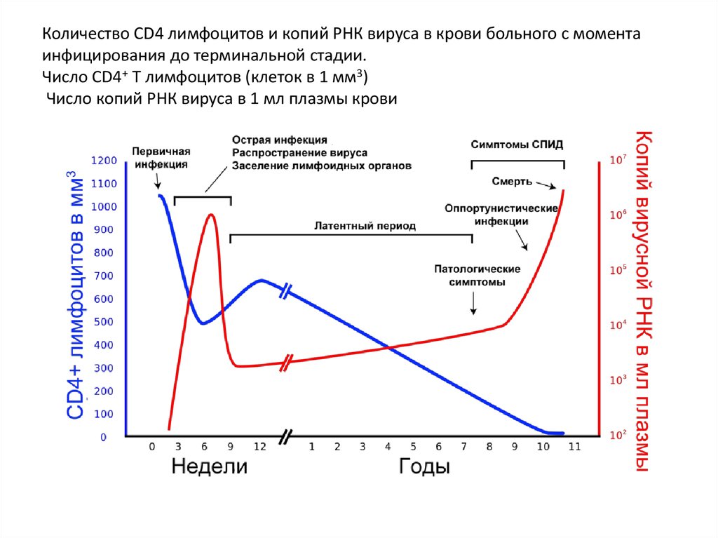 График вич. Cd4 при ВИЧ по стадиям. Стадии ВИЧ инфекции схема. Стадии ВИЧ инфекции 4 стадии таблица. Количество cd4 при ВИЧ стадии.