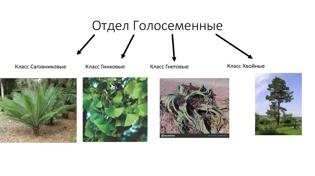 Древние голосеменные. Голосеменные Эра. Семя голосеменного папоротника. Ароморфозы отдела Голосеменные. Самые первые Голосеменные растения.